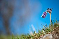 Pulsatilla Montana