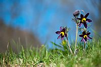 Pulsatilla Montana #2