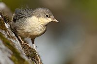 piccolo di Merlo acquaiolo (Cinclus cinclus) #3