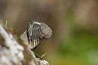 Cinclus cinclus: pulizie di primavera