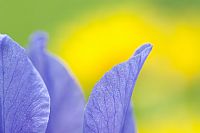 colors ... by Iris Sibirica