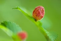 Ulmus minor (response to aphids)