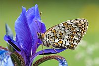 sleeping on the Iris