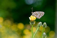 Melitaea 
