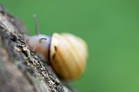 praise of slowness  #2