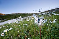 Parnassius apollo