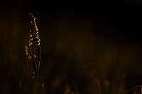 first light on Spiranthes spiralis