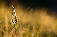 first light on Spiranthes spiralis #2