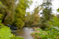 My last Beautiful Demoiselle