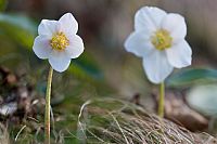 welcome back Helleborus Niger #3