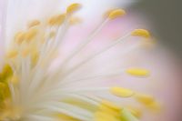 colors by Helleborus Niger