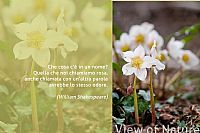 Helleborus Niger ( Rosa di Natale )