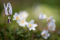 is still springtime ... #3