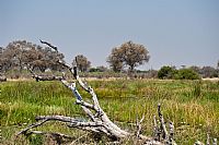 Chobe National Park: morning