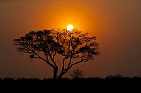 Chobe National Park: evening