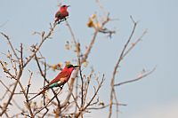 Merops nubicoides #2