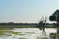 okavango delta