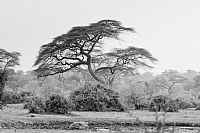 Okavango BW #4