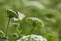 Parnassius Apollo