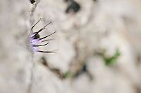 almost invisible (Physoplexis comosa)