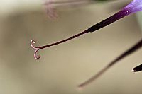 almost invisible (Physoplexis comosa) #3