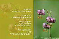 lilium martagon