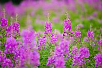 colors in the meadows