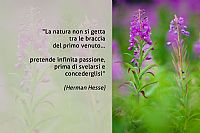 colors in the meadows #2