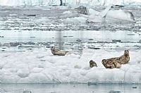 seals@Colombia glacier