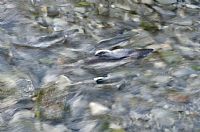 salmon: the road to destiny