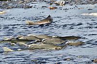 salmon: the road to destiny #2