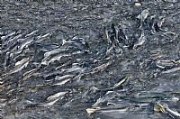 salmon: the road to destiny #2