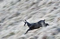 fleeting presence #2