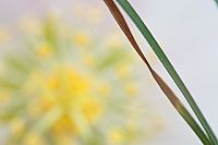 late winter colors #2