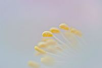 late winter colors #3