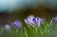 shades of announced spring