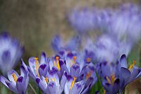 shades of announced spring #2