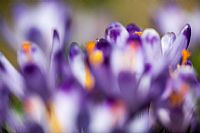 shades of announced spring #3