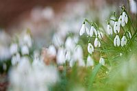 confusion of announced spring