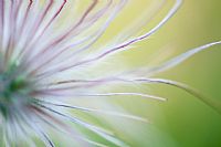 tentacular vibrations