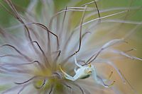 dangerous attraction