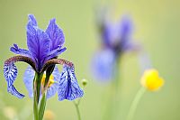 signs of ripe spring