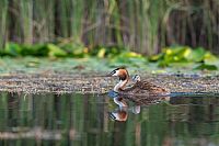 a little new friend of shots