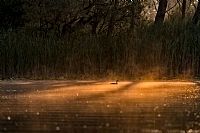 in the colors of dawn