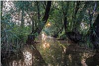 in the colors of dawn #3