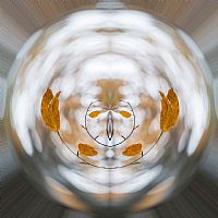 looking for a alternative brain #4