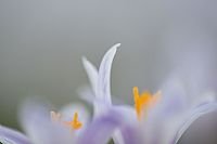 crocus view