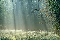 emerges a ray of sunshine