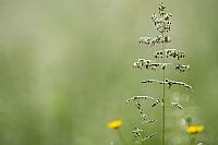 almost a christmas tree