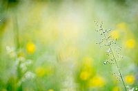 almost a christmas tree #2